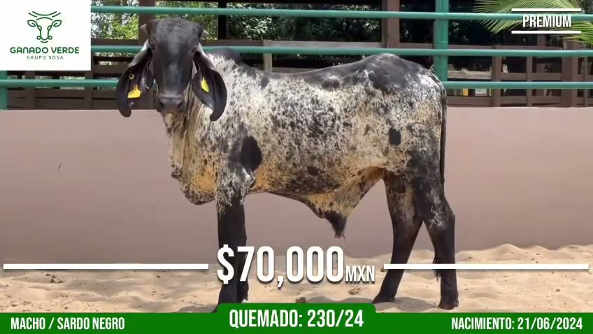 Aprovecha el pasto