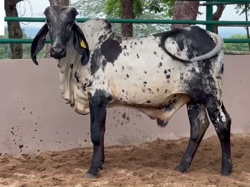 Torete Sardo Negro pinto en el corral de Ganado Verde