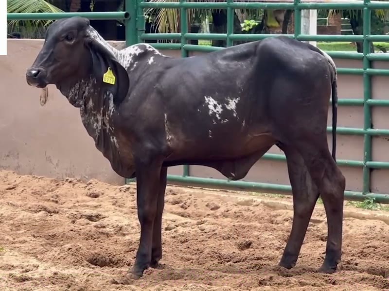 Vaquilla Sardo Negro negra en el corral de Ganado Verde
