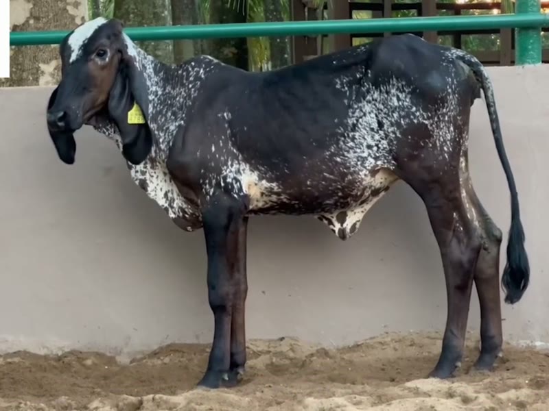 Vaquilla Sardo Negro negra con blanco en el corral de Ganado Verde