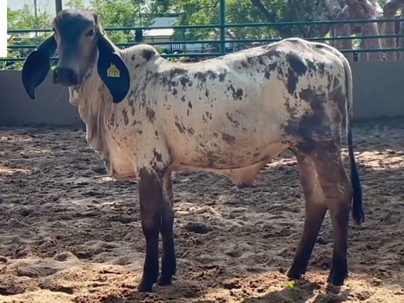 Vaquilla Sardo Negro pinta en el corral de Ganado Verde